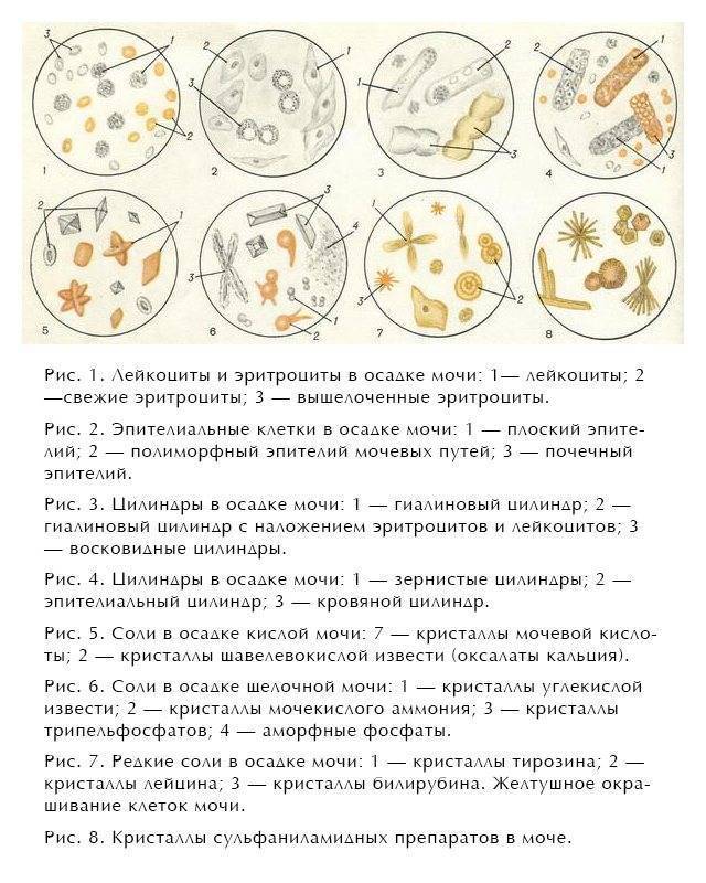 Кот писает кровью