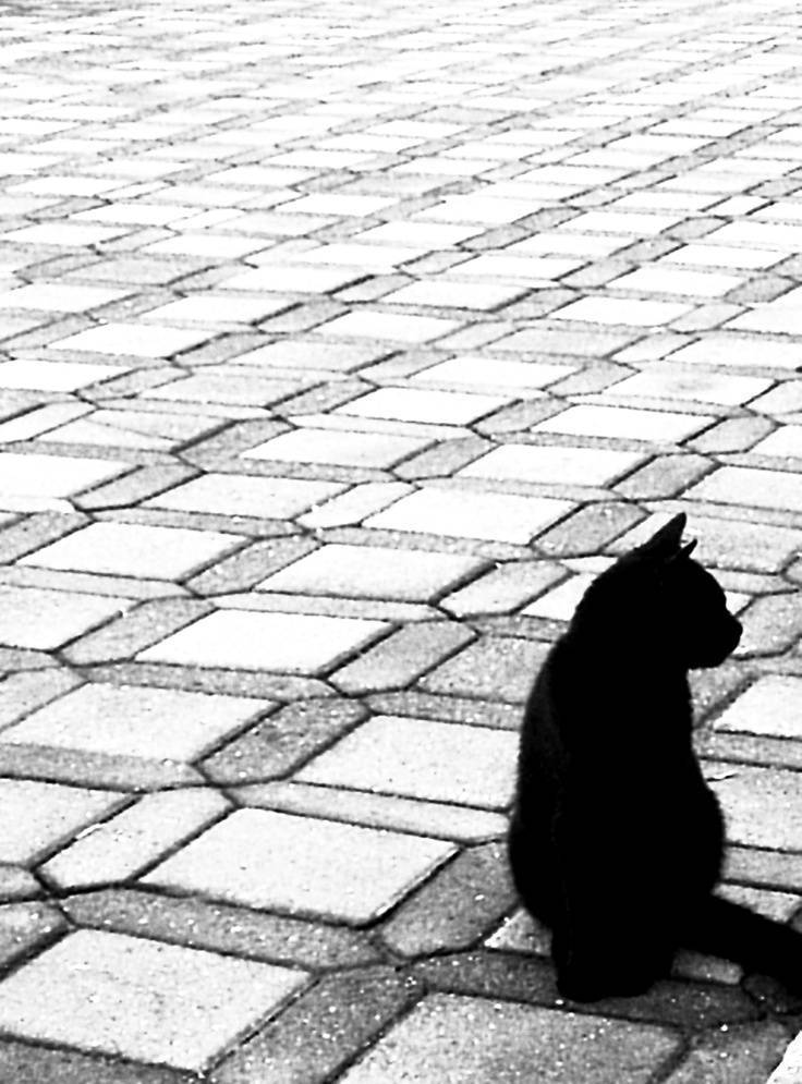 Народные приметы и суеверия про черную кошку