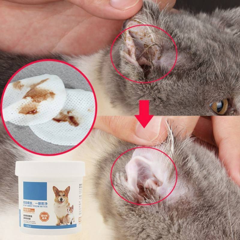 Как почистить уши кошке, коту, котенку в домашних условиях, ушной клещ (отодекоз) - симптомы, лечение