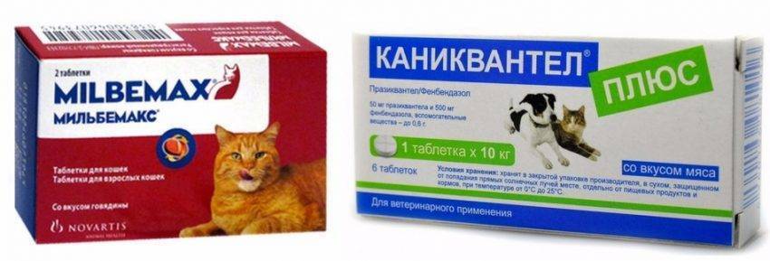 Лечение кашля и насморка у кота