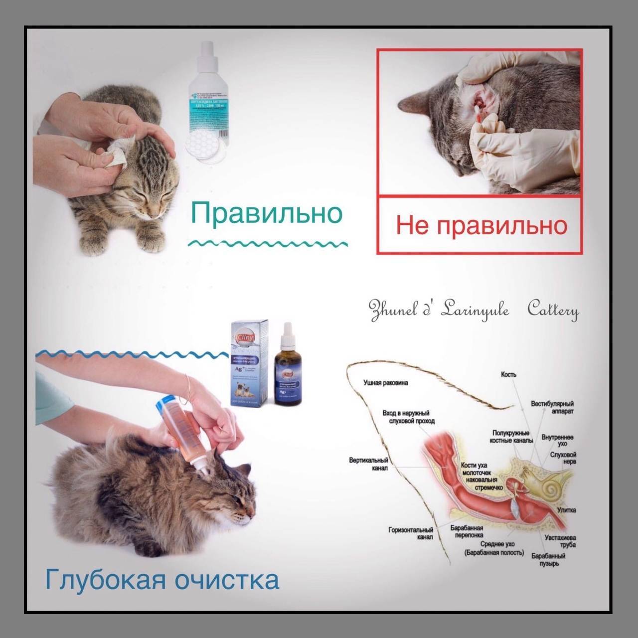 Как чистить уши кошке