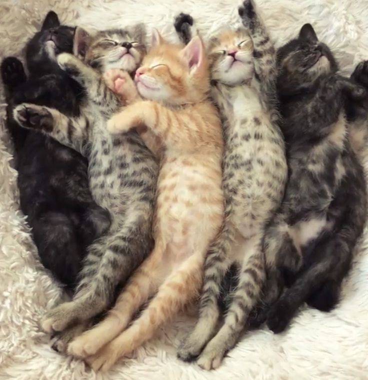 Почему кошка много спит