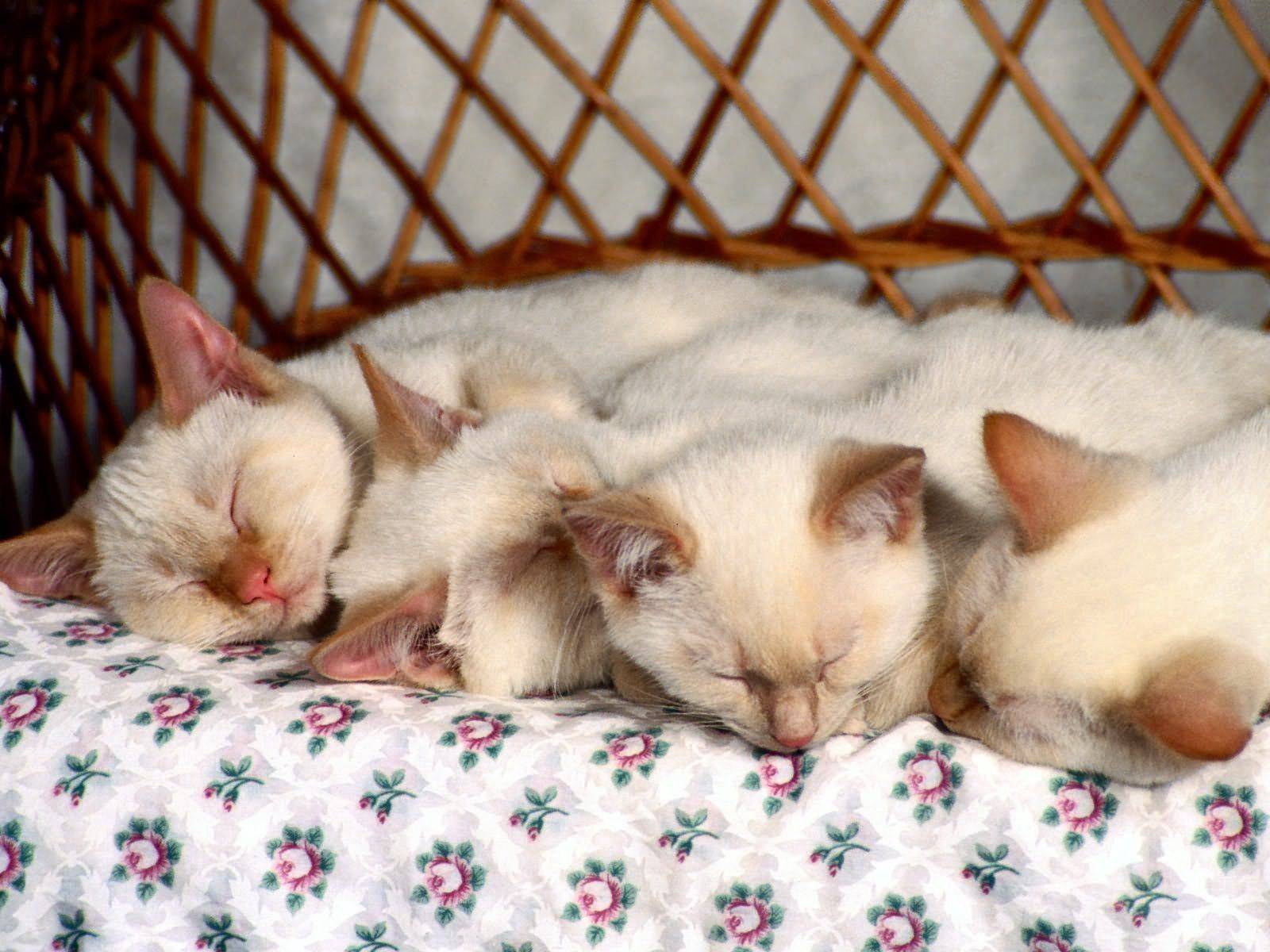 Кот вялый не ест. кошка вялая спит и не ест. почему котенок вялый?