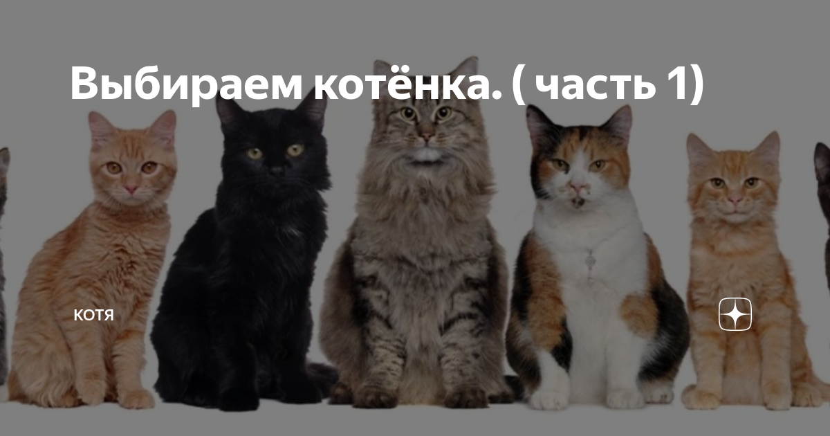Как правильно выбрать котенка | мальчика и девочку